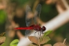 J01_1619 Urothemis signata